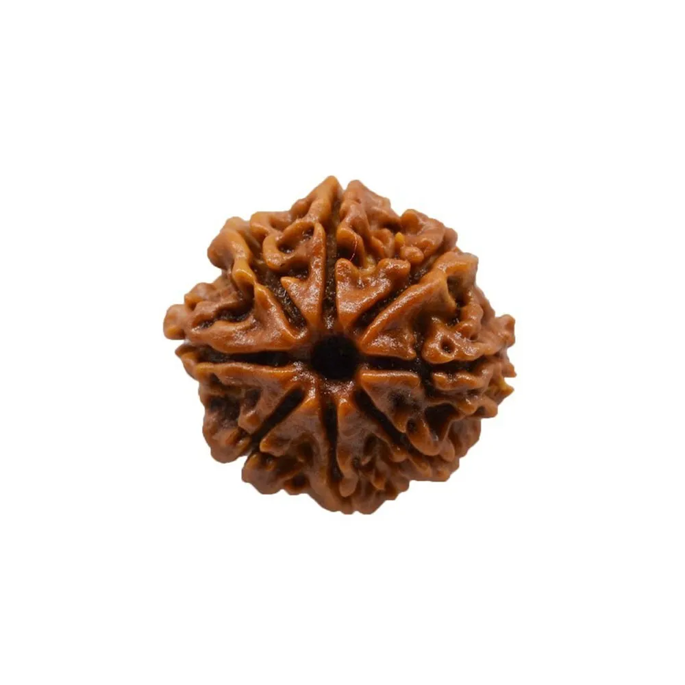 6 Mukhi Nepali Rudraksha
